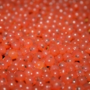 Smart Salmon - sustainability - AM eggs