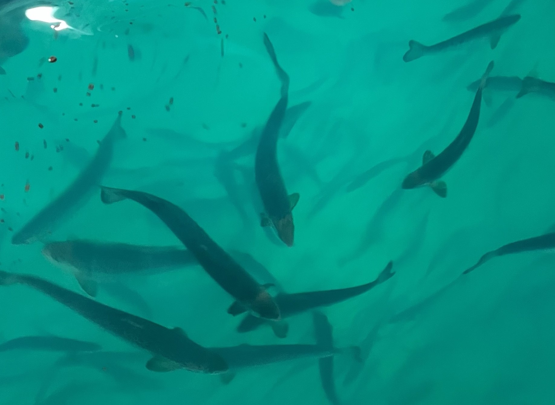 Proximar reports successful transfer of fish to grow-out - Smart Salmon