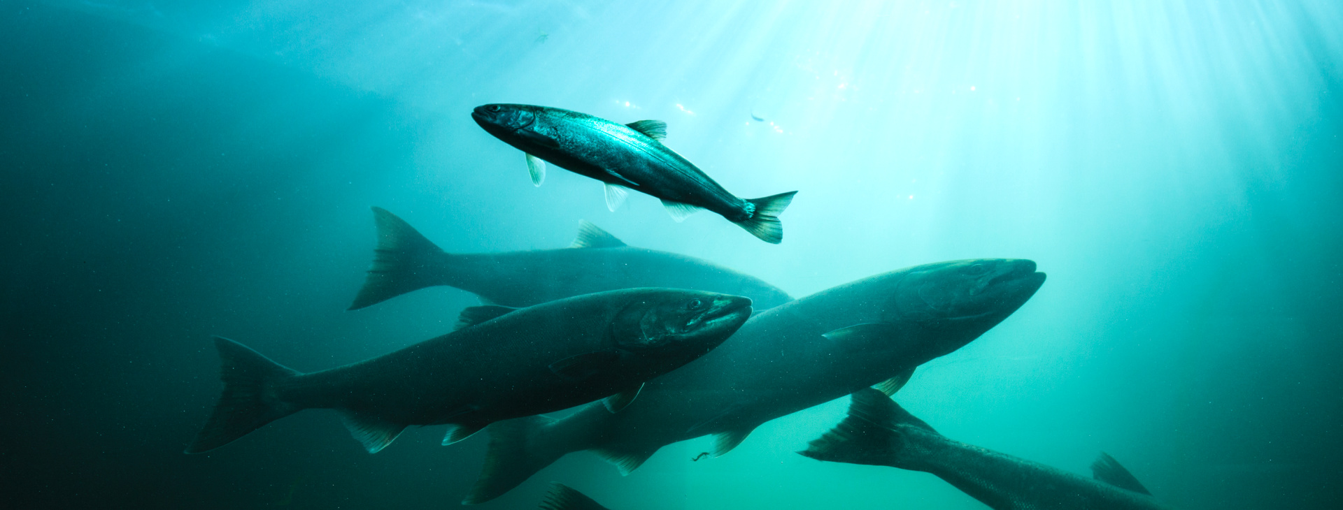 Smart Salmon - smart - flexible - sustainable - land-based salmon farm